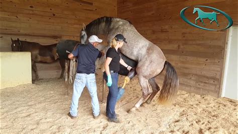 horse cumshot
